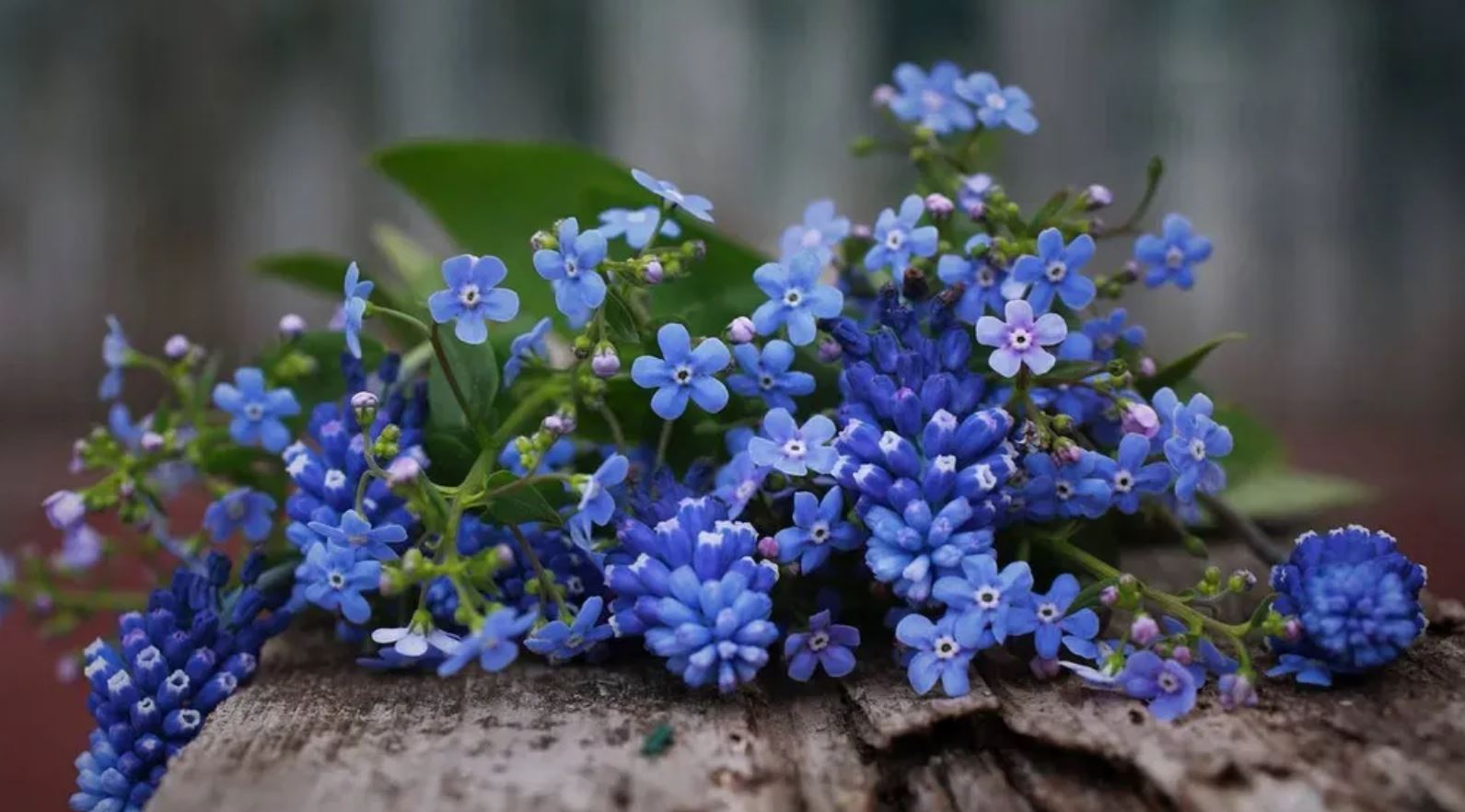 Cách trồng cây Hoa Lưu Ly